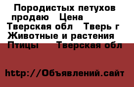 Породистых петухов продаю › Цена ­ 1 800 - Тверская обл., Тверь г. Животные и растения » Птицы   . Тверская обл.